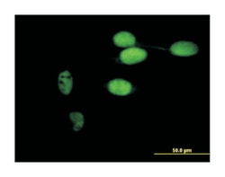 timeless homolog (Drosophila), Mouse, Purified MaxPab Polyclonal Antibody,