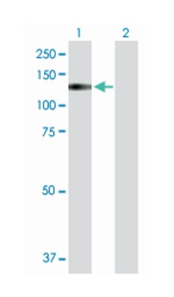 TRPA1, Rabbit, Purified MaxPab Polyclonal Antibody, Abnova 100 &mu;g | Buy Online | Abnova | Fisher Scientific