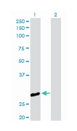 chloride intracellular channel 3, Rabbit, Purified MaxPab Polyclonal Antibody,