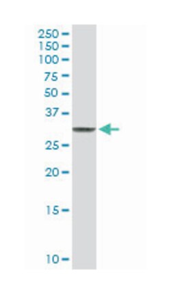 chloride intracellular channel 3, Rabbit, Purified MaxPab Polyclonal Antibody,