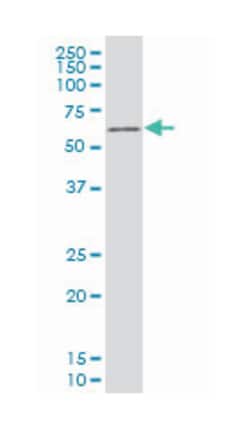 T-box 18, Mouse, Clone: 3C12, Abnova 100&mu;g; Unlabeled:Antibodies, Monoclonal