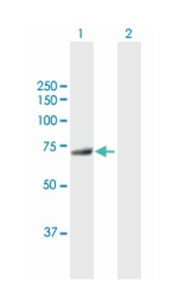 myotubularin related protein 6, Mouse, Purified MaxPab Polyclonal Antibody,