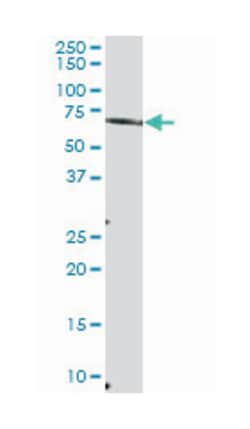 myotubularin related protein 6, Mouse, Purified MaxPab Polyclonal Antibody,