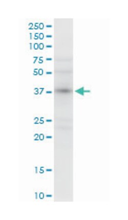 N-myc (and STAT) interactor, Rabbit, Purified MaxPab Polyclonal Antibody,