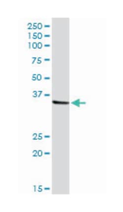 N-myc (and STAT) interactor, Rabbit, Purified MaxPab Polyclonal Antibody,