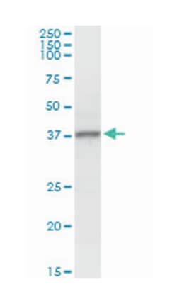 N-myc (and STAT) interactor, Rabbit, Purified MaxPab Polyclonal Antibody,