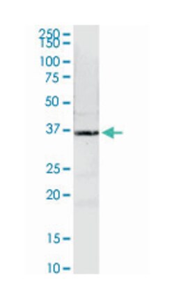 N-myc (and STAT) interactor, Rabbit, Purified MaxPab Polyclonal Antibody,