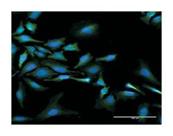 N-myc (and STAT) interactor, Rabbit, Purified MaxPab Polyclonal Antibody,