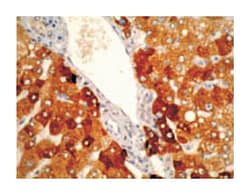 CYP2A6, Mouse, Clone: F16 P2 D8, Abnova 200&mu;g; Unlabeled:Antibodies,