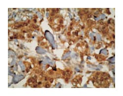 CYP3A7, Mouse, Clone: F19 P2 H2, Abnova 200&mu;g; Unlabeled:Antibodies,