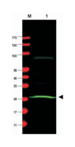 MAD2L1, Mouse, Clone: 17D10, Abnova 100&mu;g; Unlabeled:Antibodies, Monoclonal