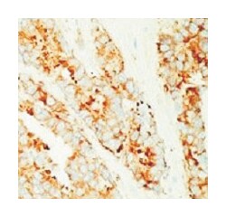 MVP, Mouse, Clone: 1032, Abnova 100&mu;g; Unlabeled:Antibodies, Monoclonal