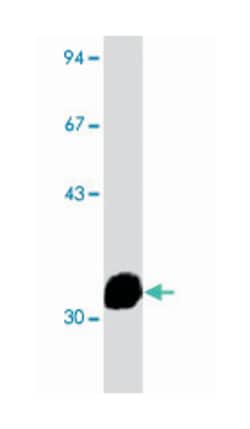 M13 phage coat proteins, Mouse, Clone: RL-ph2, Abnova 100&mu;g; Unlabeled:Antibodies,