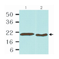 PPIB, Mouse, Clone: k2E2, Abnova 100&mu;L; Unlabeled:Antibodies, Monoclonal