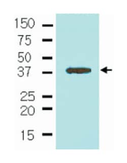 NANOG, Mouse, Clone: 5A10, Abnova 100 &mu;L | Buy Online | Abnova | Fisher Scientific