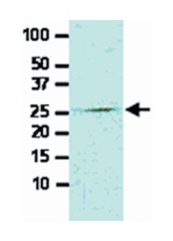 FADD, Mouse, Clone: J1D2, Abnova 100&mu;L; Unlabeled:Antibodies, Monoclonal