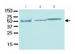 CFLAR, Mouse, Clone: 5D8, Abnova 100&mu;L; Unlabeled:Antibodies, Monoclonal