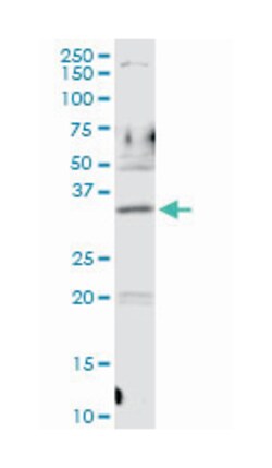 PDZ and LIM domain 1, Rabbit, Purified MaxPab Polyclonal Antibody, Abnova 100 &mu;g | Buy Online | Abnova Corporation | Fisher Scientific
