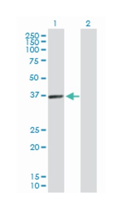 PDZ and LIM domain 1, Rabbit, Purified MaxPab Polyclonal Antibody, Abnova 100 &mu;g | Buy Online | Abnova Corporation | Fisher Scientific