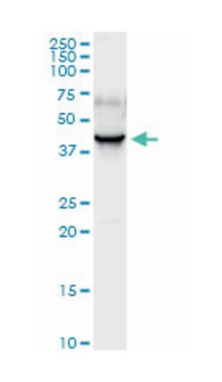 PDZ and LIM domain 1, Rabbit, Purified MaxPab Polyclonal Antibody, Abnova 100 &mu;g | Buy Online | Abnova Corporation | Fisher Scientific