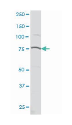 PRPF3, Mouse, Clone: 3H6, Abnova 200&mu;L; Unlabeled:Antibodies, Monoclonal