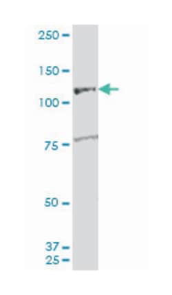 Rho guanine nucleotide exchange factor (GEF) 1, Mouse, Polyclonal Antibody, Abnova 50 &mu;L | Buy Online | Abnova Corporation | Fisher Scientific
