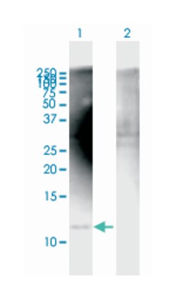 COX7A2L (B02P), Mouse anti-Human, Purified MaxPab Polyclonal Antibody,