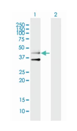 HTR3B, Mouse, Purified MaxPab Polyclonal Antibody, Abnova 50&mu;g; Unlabeled:Antibodies,