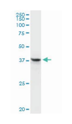 Fas apoptotic inhibitory molecule 3, Rabbit, Purified MaxPab Polyclonal