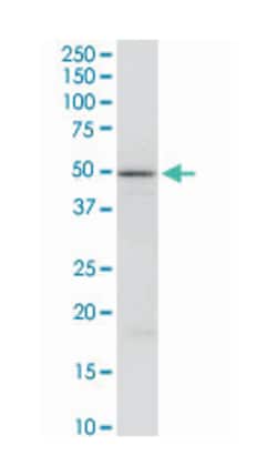 Fas apoptotic inhibitory molecule 3, Rabbit, Purified MaxPab Polyclonal