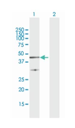 Fas apoptotic inhibitory molecule 3, Rabbit, Purified MaxPab Polyclonal