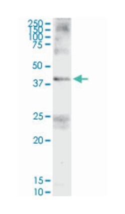 Fas apoptotic inhibitory molecule 3, Rabbit, Purified MaxPab Polyclonal