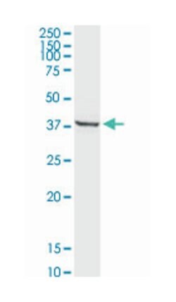 Fas apoptotic inhibitory molecule 3, Rabbit, Purified MaxPab Polyclonal
