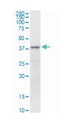 Fas apoptotic inhibitory molecule 3, Rabbit, Purified MaxPab Polyclonal