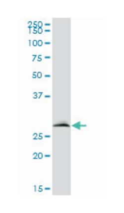 VAPB (B01P), Mouse anti-Human, Purified MaxPab Polyclonal Antibody, Abnova