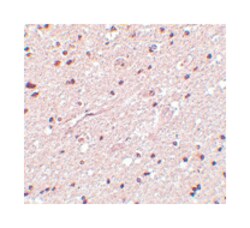 HAP1 Rabbit anti-Human, Mouse, Rat, Polyclonal Antibody, Abnova 100&mu;g;