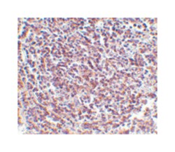 AVEN Rabbit anti-Human, Mouse, Rat, Polyclonal Antibody, Abnova 100&mu;g;