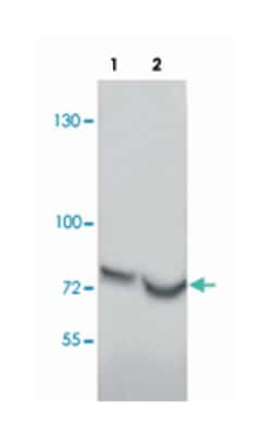 CAPG Rabbit anti-Human, Mouse, Rat, Polyclonal Antibody, Abnova 100 &mu;g | Buy Online | Abnova Corporation | Fisher Scientific