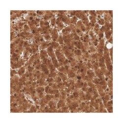 SELENBP1 Rabbit anti-Human, Polyclonal Antibody, Abnova 100 &mu;L | Buy Online | Abnova Corporation | Fisher Scientific