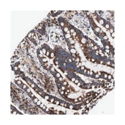 COG5, Rabbit, Polyclonal Antibody, Abnova 100&mu;L; Unlabeled:Antibodies,