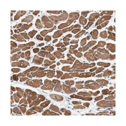 SFXN4 Rabbit anti-Human, Polyclonal Antibody, Abnova 100 &mu;L | Buy Online | Abnova Corporation | Fisher Scientific