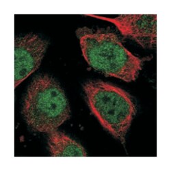 EIF3K Rabbit anti-Human, Polyclonal Antibody, Abnova 100&mu;L; Unlabeled:Antibodies,