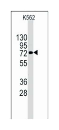 DDX4, Rabbit, Polyclonal Antibody, Abnova 400&mu;L; Unlabeled:Antibodies,