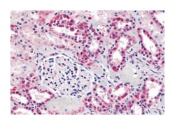 SUCNR1 Rabbit anti-Human, Polyclonal Antibody, Abnova 50 &mu;g | Buy Online | Abnova Corporation | Fisher Scientific