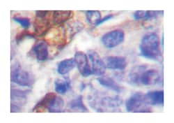 RPS6KA5 Rabbit anti-Human, Mouse, Polyclonal Antibody, Abnova 100 &mu;L | Buy Online | Abnova Corporation | Fisher Scientific