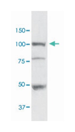 HSP90B1 Rabbit anti-Bovine, Human, Mouse, Rat, Polyclonal Antibody, Abnova 100 &mu;g | Buy Online | Abnova Corporation | Fisher Scientific