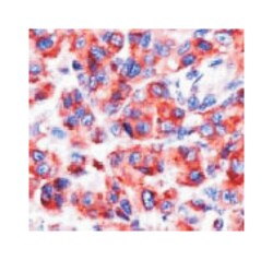CD63, Mouse, Clone: SPM524, Abnova 100 &mu;L | Buy Online | Abnova Corporation | Fisher Scientific