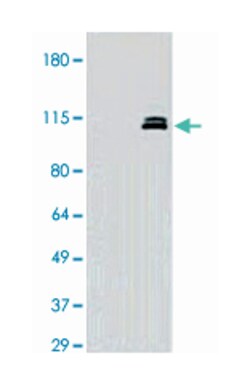NEDD9, Mouse, Clone: 14A11, Abnova 100&mu;g; Unlabeled:Antibodies, Monoclonal