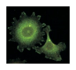 NEDD9, Mouse, Clone: 14A11, Abnova 100&mu;g; Unlabeled:Antibodies, Monoclonal