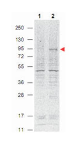 Stat5a, Mouse, Clone: 5F6.F1, Abnova 100 &mu;g | Buy Online | Abnova | Fisher Scientific